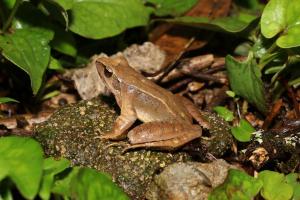 武夷山國家公園發(fā)現(xiàn)兩棲動物、大型真菌新物種